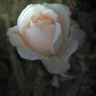 Rosa  suave 