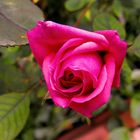 rosa sul balcone