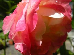 Rosa sul mio balcone...