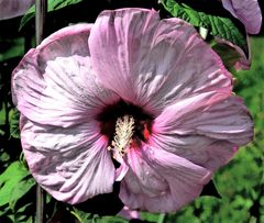  rosa Sumpfeibisch in etwas gewandelter Art