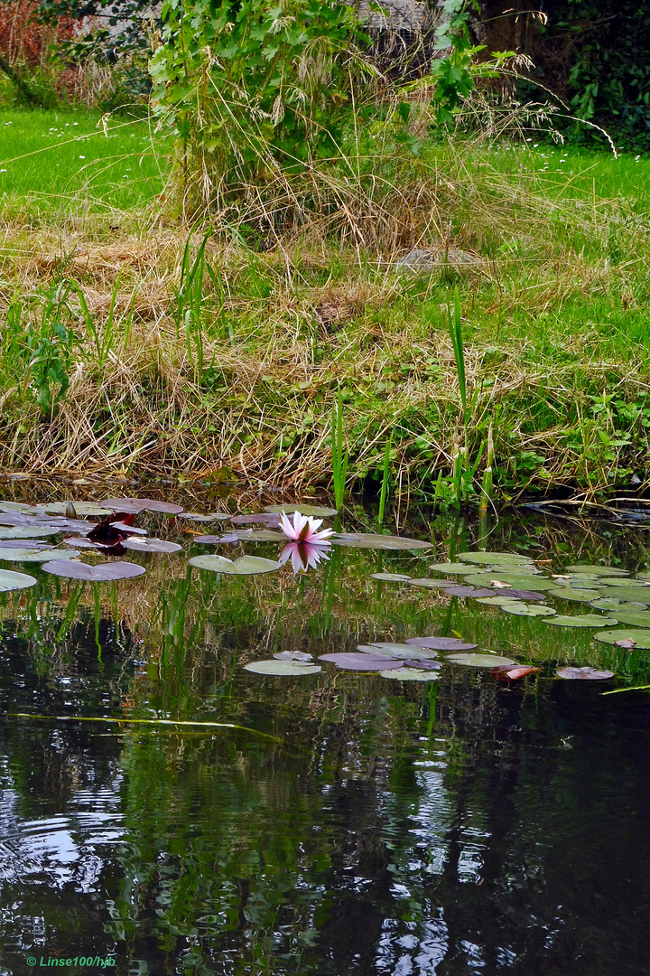 Rosa Teichrose in der Stepenitz