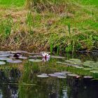 Rosa Teichrose in der Stepenitz