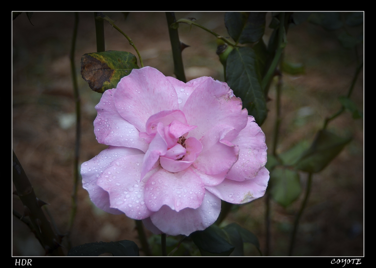 ROSA TORRE LOITZAGA HDR