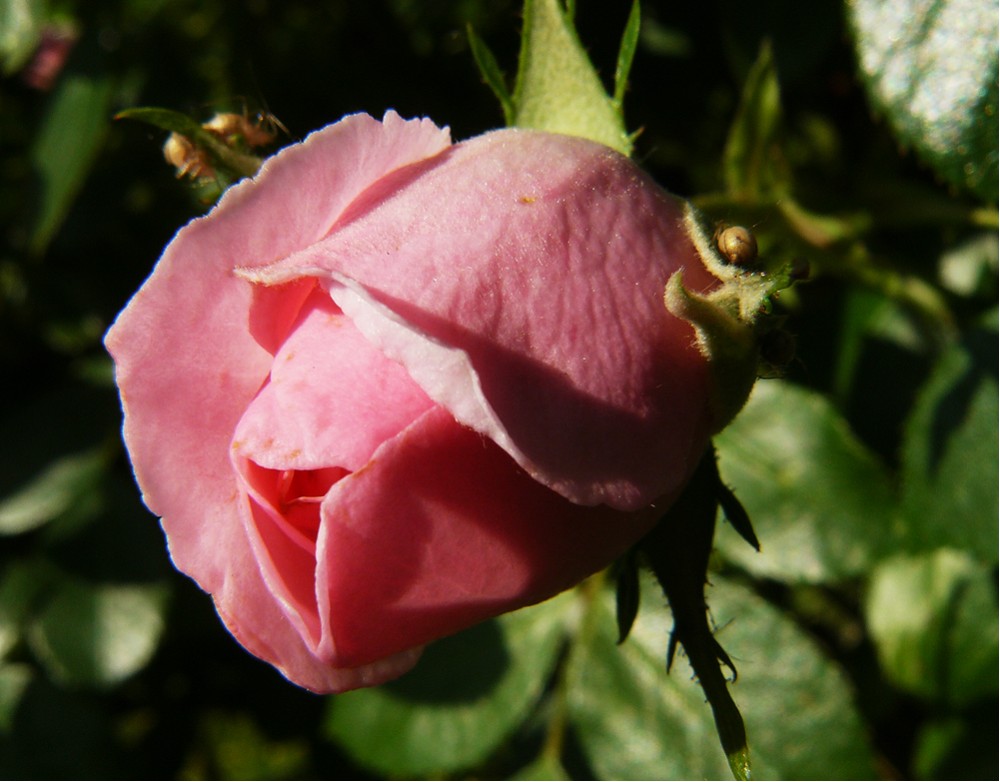 Rosa Traum