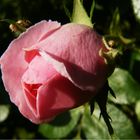 Rosa Traum