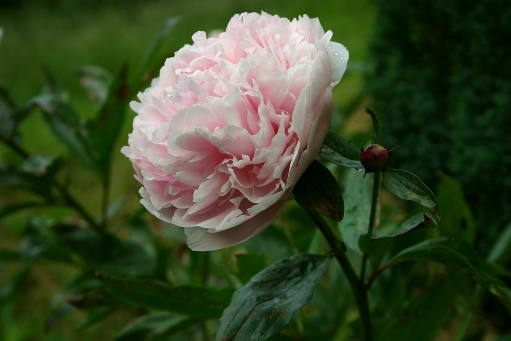 rosa Traum