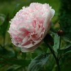 rosa Traum