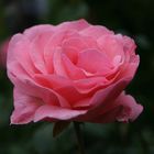 Rosa Traum