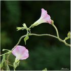 Rosa Trichterwinde