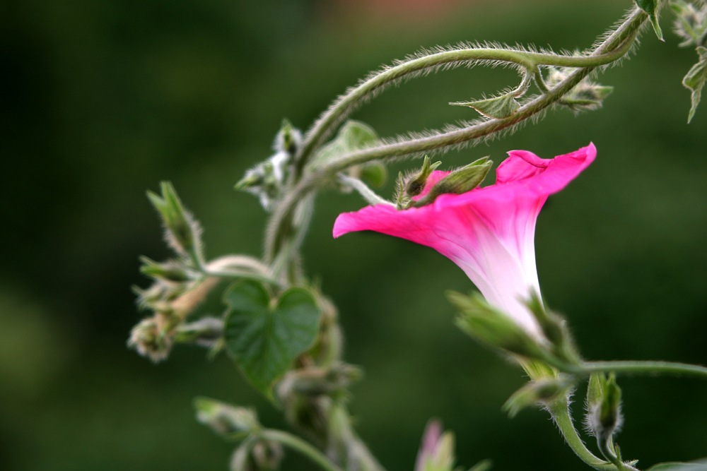 rosa Trompete