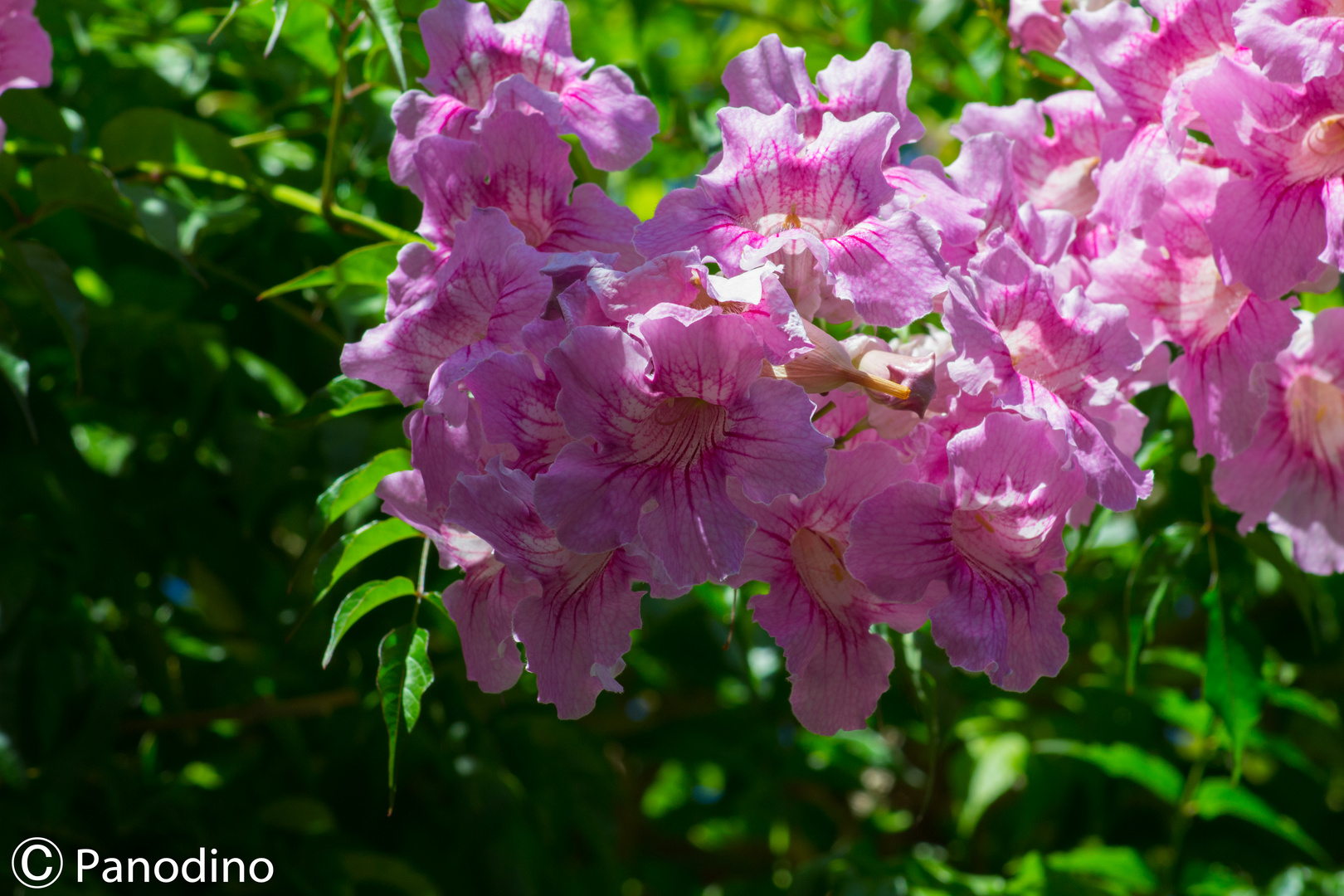 Rosa Trompetenwein-2