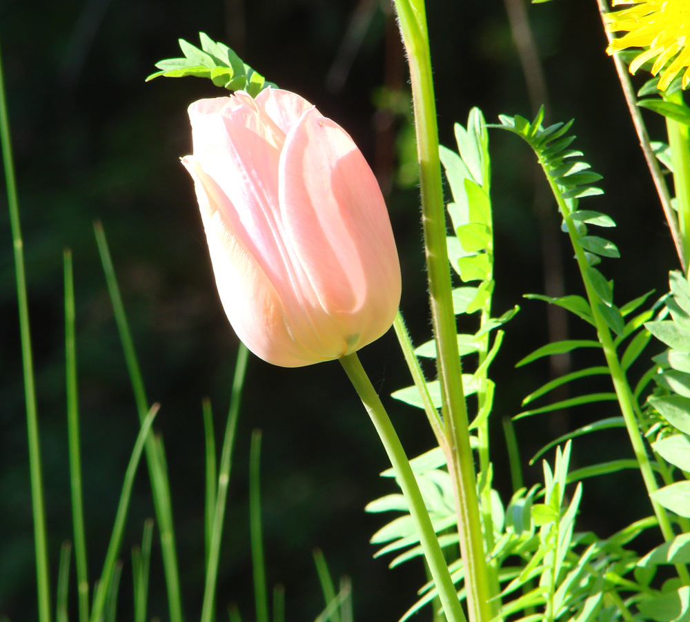 rosa Tulpe