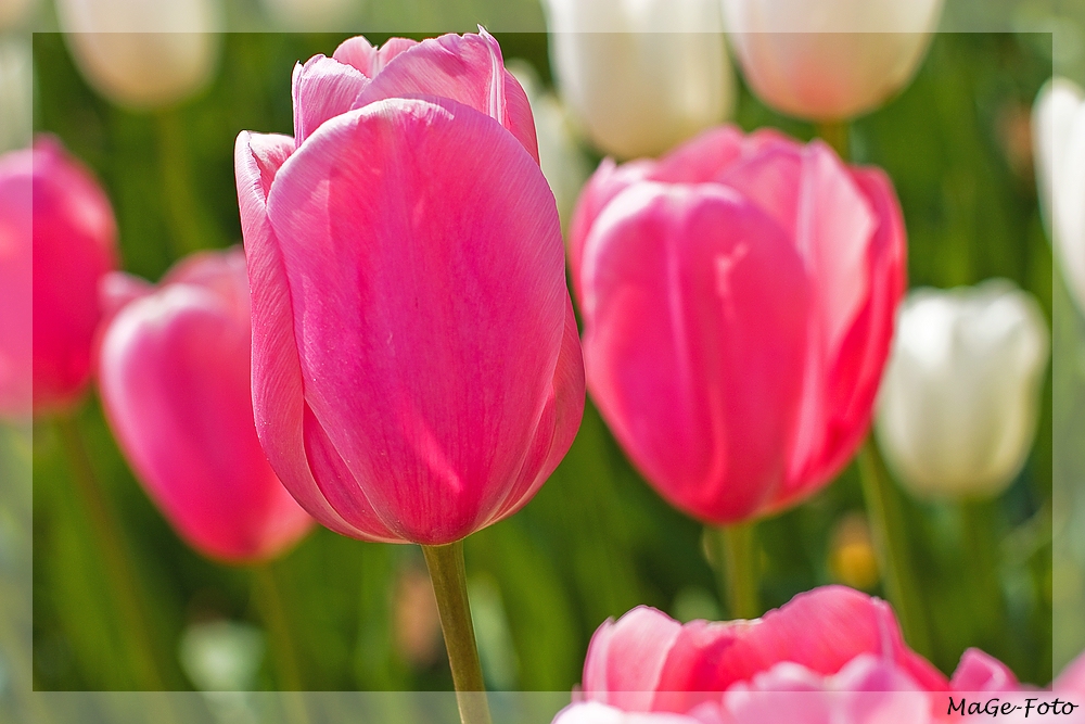 Rosa Tulpe Foto &amp; Bild pflanzen, pilze &amp; flechten, blüten