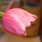 rosa Tulpe