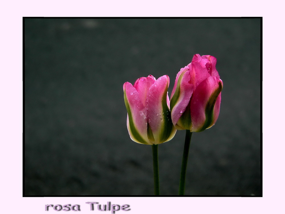 "rosa Tulpe"