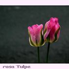 "rosa Tulpe"
