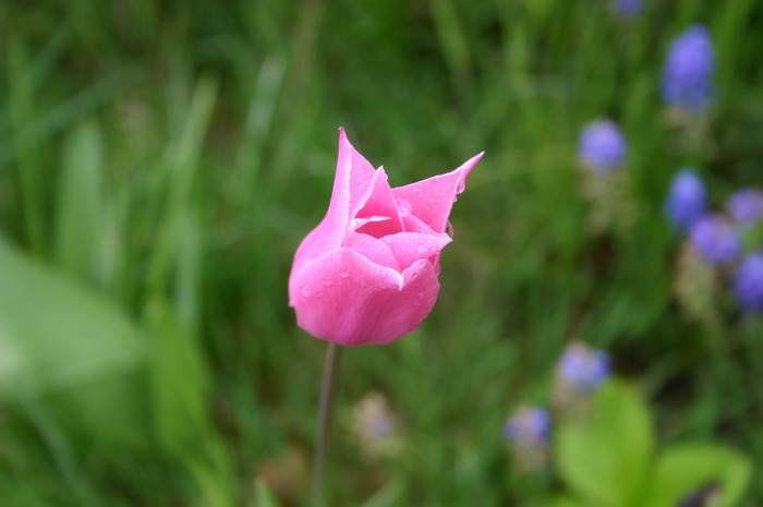 Rosa Tulpe