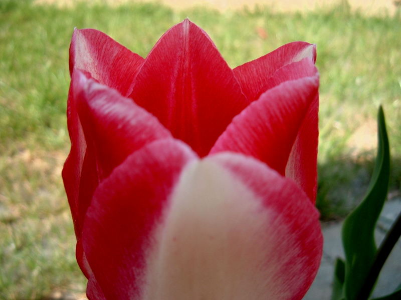 Rosa Tulpe