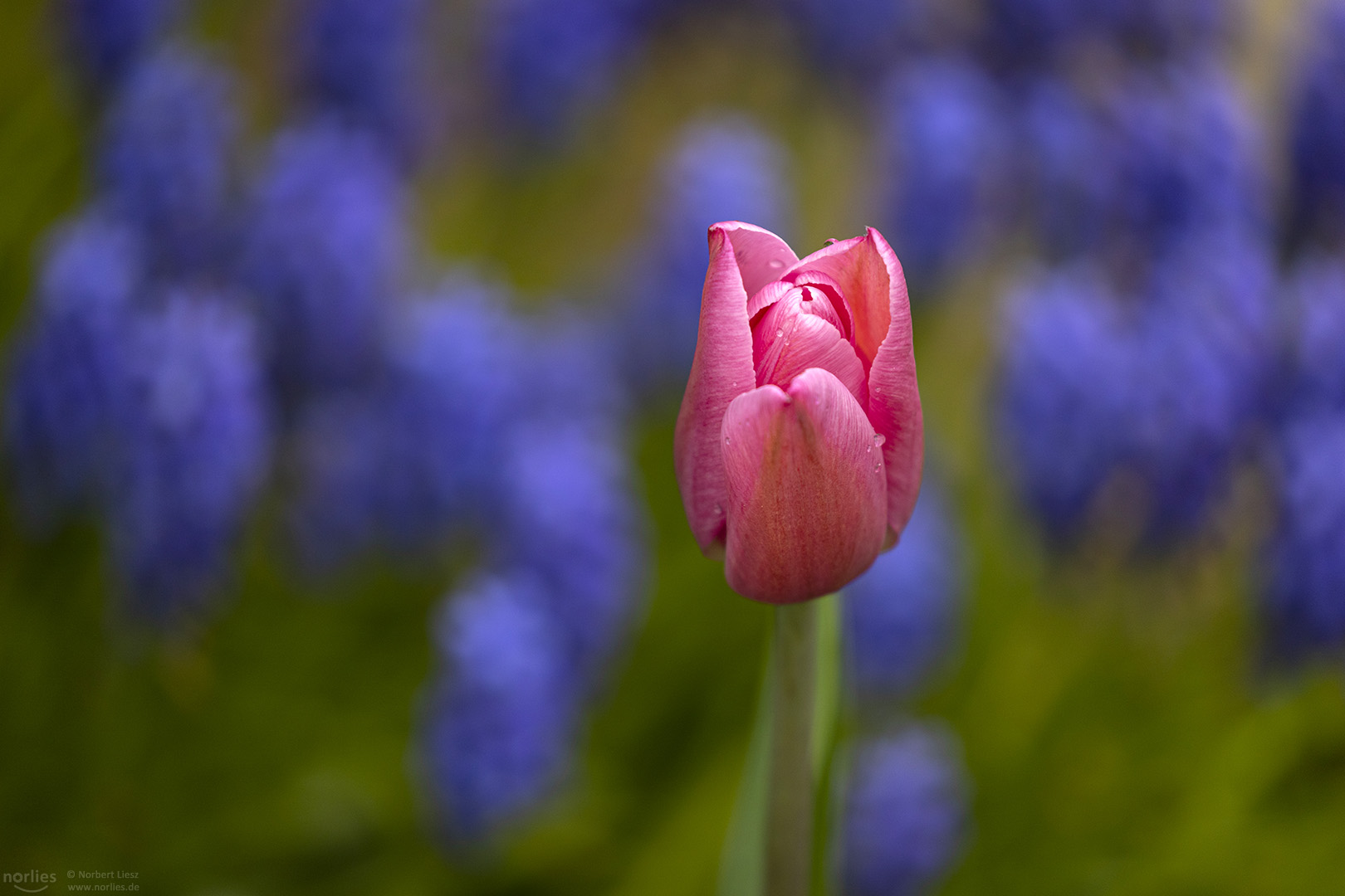 Rosa Tulpe