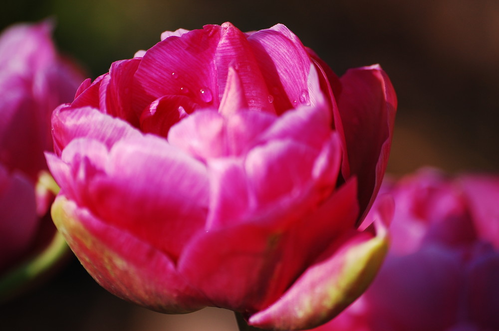 rosa Tulpe mit Morgentau