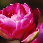 rosa Tulpe mit Morgentau