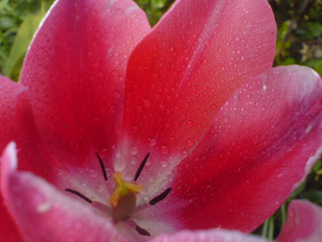 rosa Tulpe mit Wasser