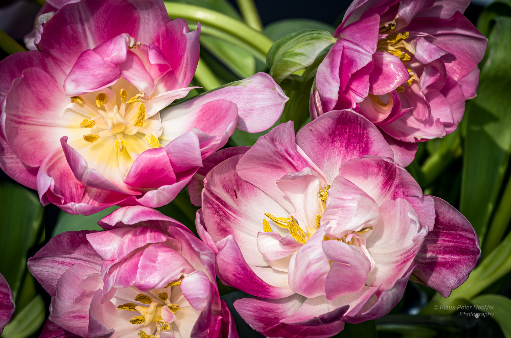 Rosa Tulpen 