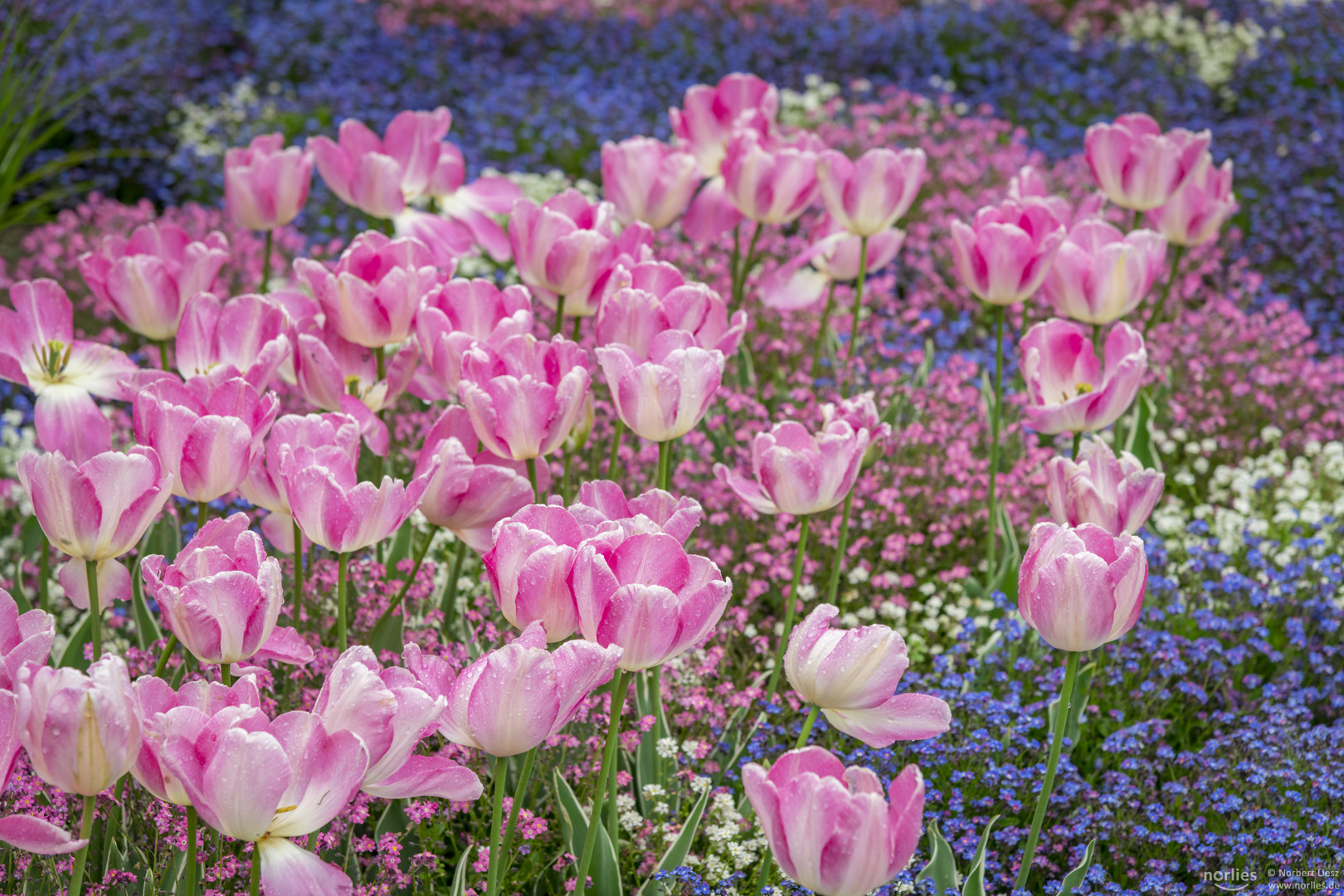 rosa Tulpen