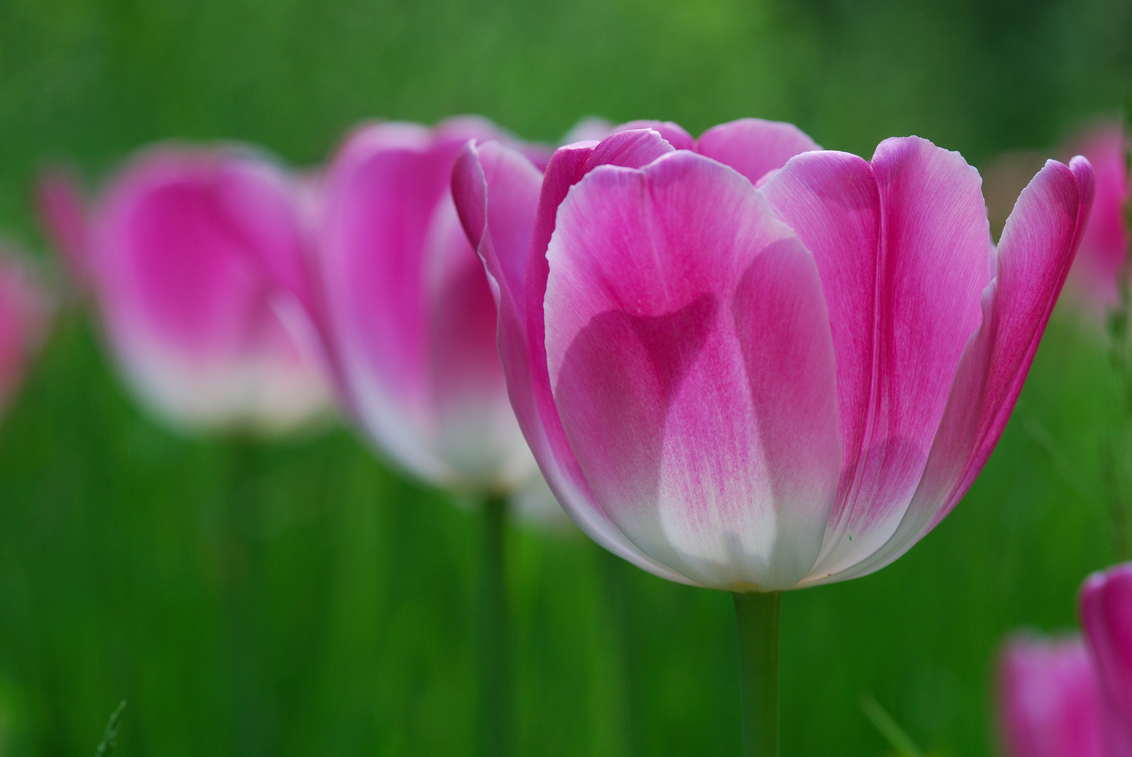 Rosa Tulpen