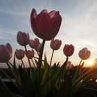 Rosa Tulpen vor Sonne