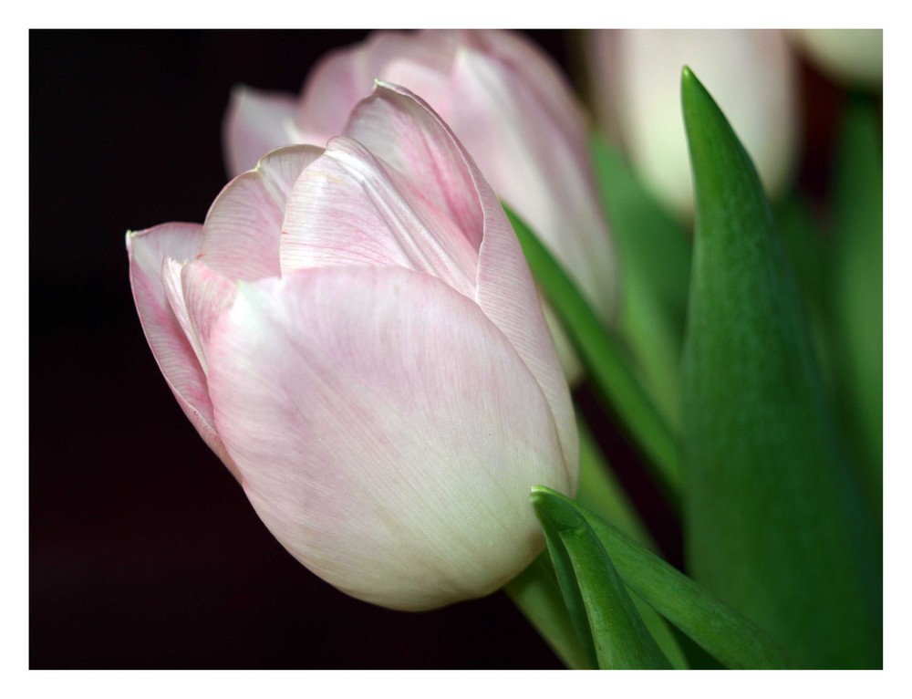 rosa Tulpenblüte