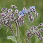 Rosa und Blau