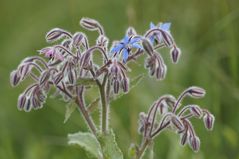 Rosa und Blau