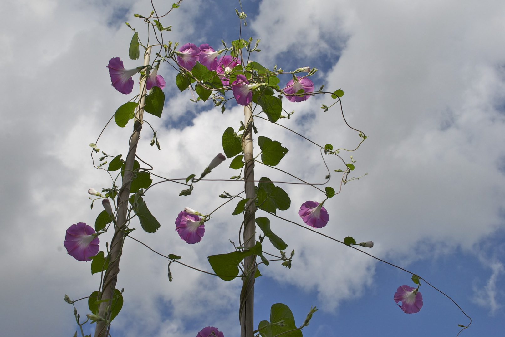 rosa und blau