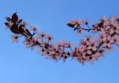 Rosa und Blau