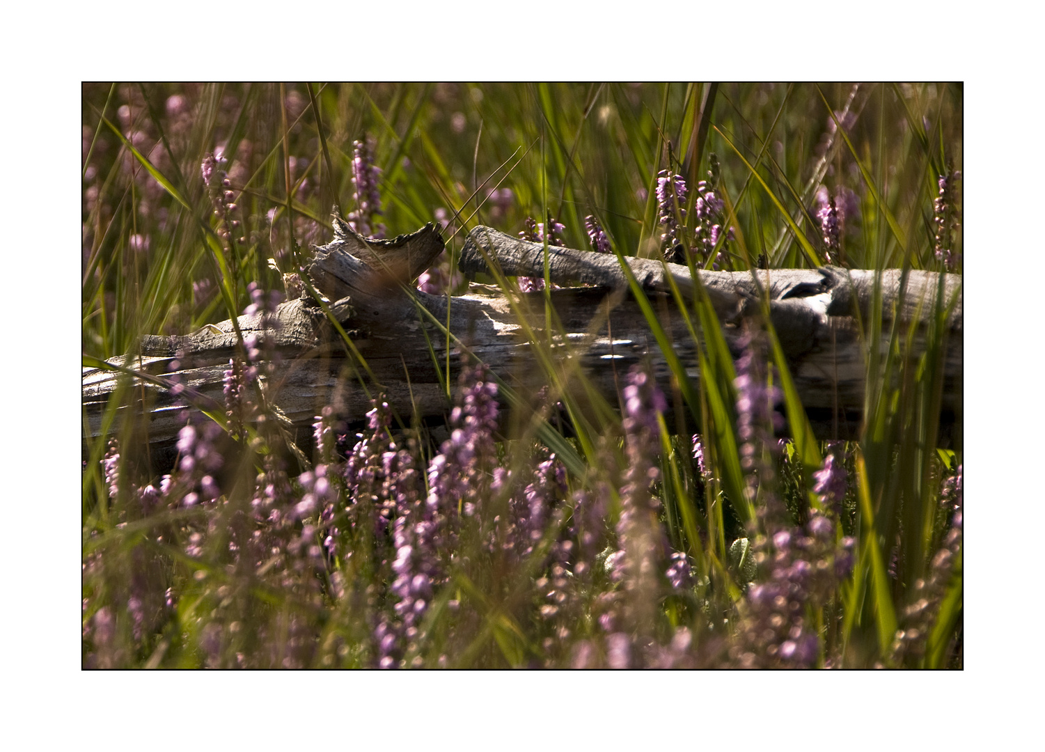 Rosa und Grau