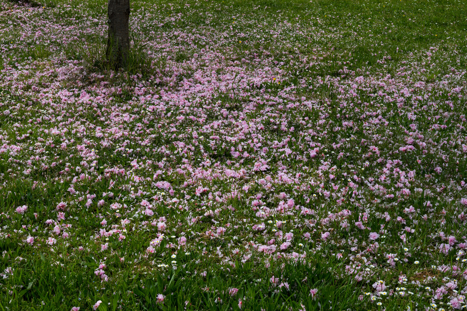 Rosa und Grün