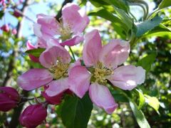 rosa und grün