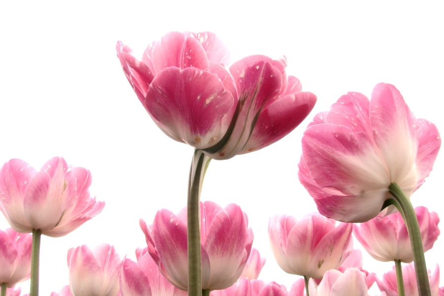 Rosa und grün am Himmel