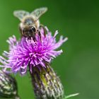 Rosa und Grün mit Biene