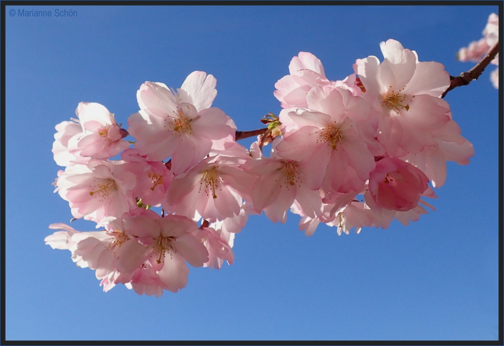 Rosa und Himmelblau