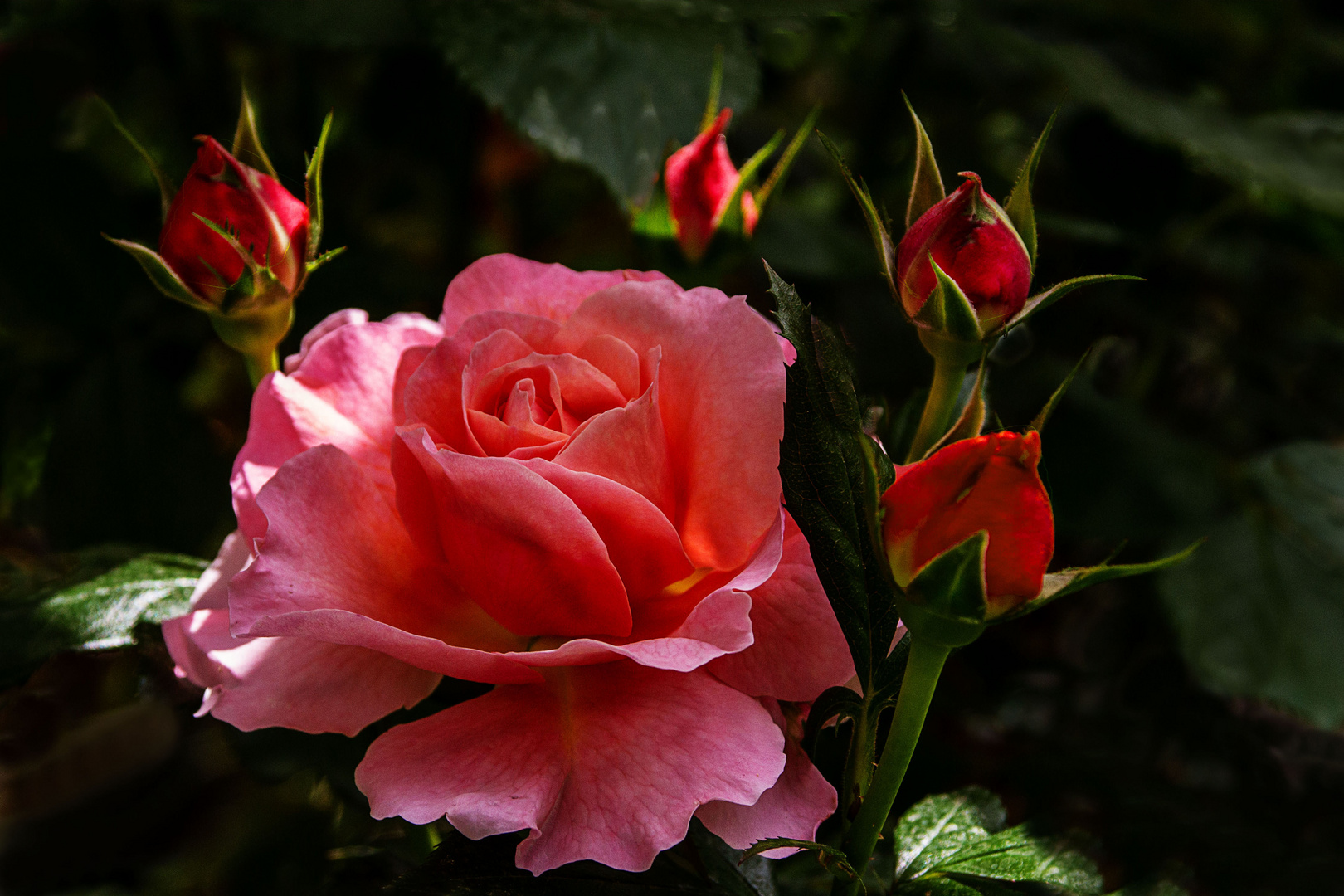 Rosa und ihre Kinder