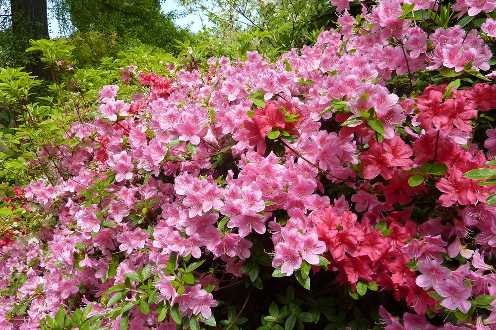 rosa und rote Azaleen im Rhododendrongarten