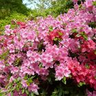 rosa und rote Azaleen im Rhododendrongarten