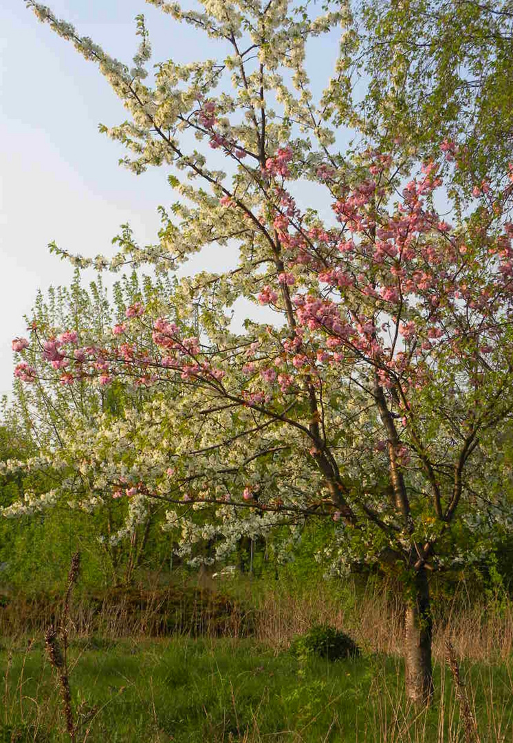 rosa und weiß...