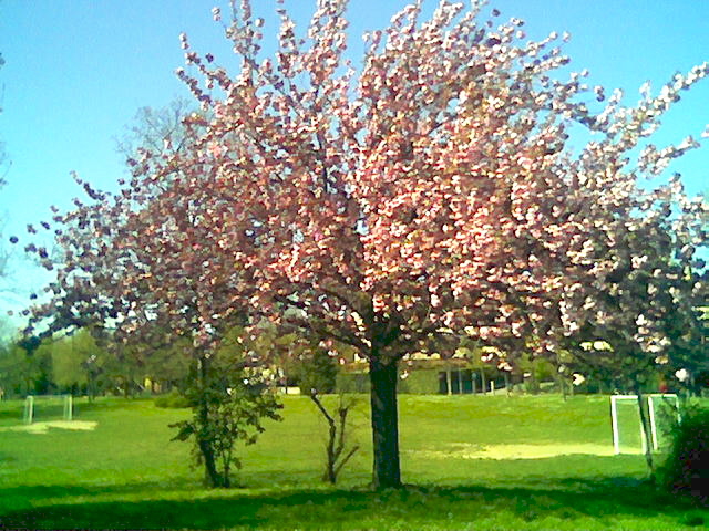 rosa verde blu (prunus serrulata-ciliegio giapponese)