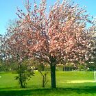 rosa verde blu (prunus serrulata-ciliegio giapponese)