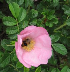 Rosa Verführung