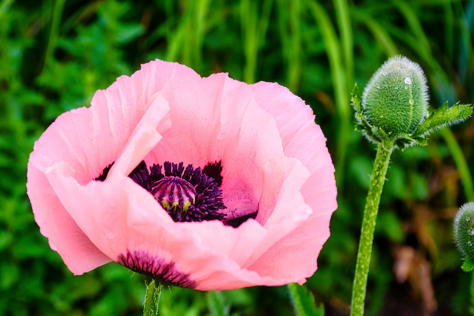 Rosa Verführung