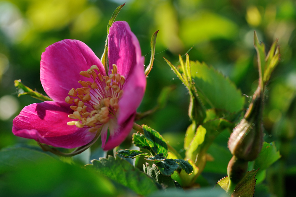 Rosa villosa var. pyrenaea